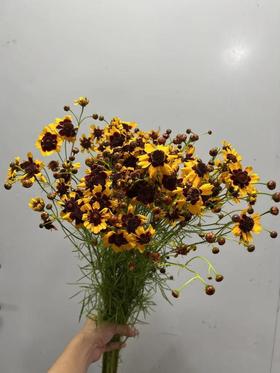 精品花材蛇目菊一扎