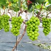 阳光玫瑰#粒粒饱满，果味浓郁，皮薄无籽，汁水丰盈，自带玫瑰花香，现摘现发，绿如宝石葡萄中的爱马仕~ 商品缩略图7