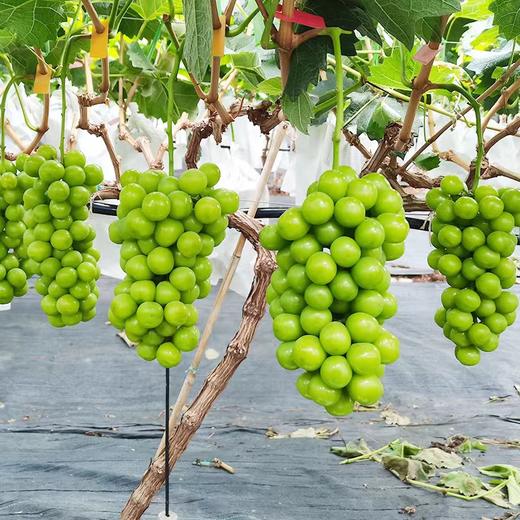 阳光玫瑰#粒粒饱满，果味浓郁，皮薄无籽，汁水丰盈，自带玫瑰花香，现摘现发，绿如宝石葡萄中的爱马仕~ 商品图7