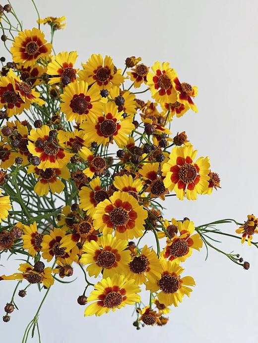 精品花材蛇目菊一扎 商品图3