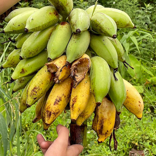【厂商直发】云南有机老实芭蕉3斤/4.8斤装口感香甜软糯包邮 商品图3