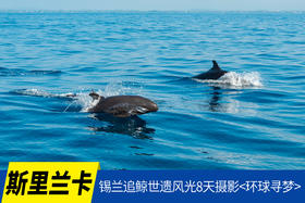 12.9确定出发【斯里兰卡】锡兰追鲸世遗风光8天摄影<环球寻梦>