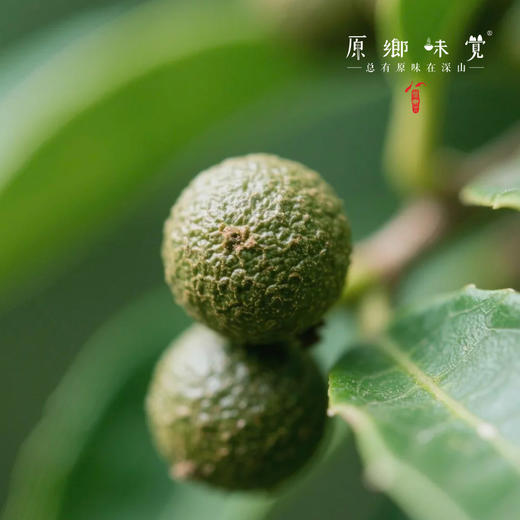 野生山苍子精油/喷雾/驱蚊水（成都仓库-顺丰快递）|多种规格，来自福建泉州，生产者：魏长【合作生产，公平贸易】 商品图4