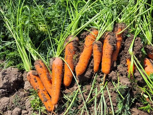 新疆黄萝卜/红萝卜 生态种植 商品图2