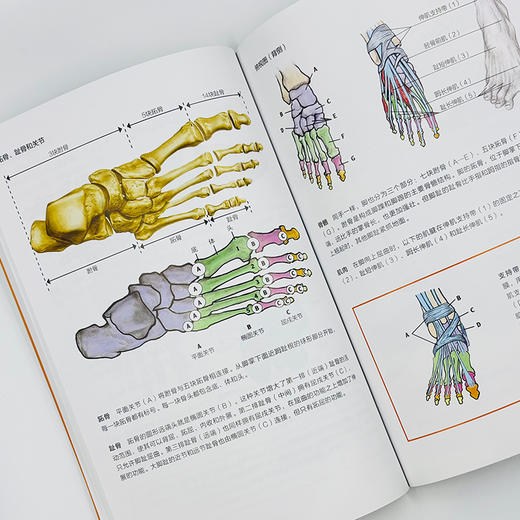 素描随身课 手足结构与动态 商品图2