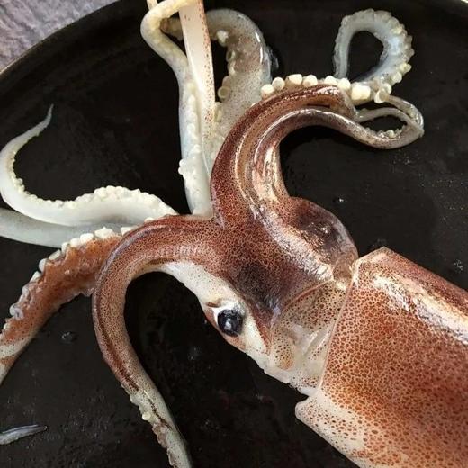 【顺丰包邮】无保水剂品质深海鱿鱼（去内脏）无浸泡无冰衣保持原色肉特别厚实而且弹性很好京东干冰发货基地直邮 商品图0