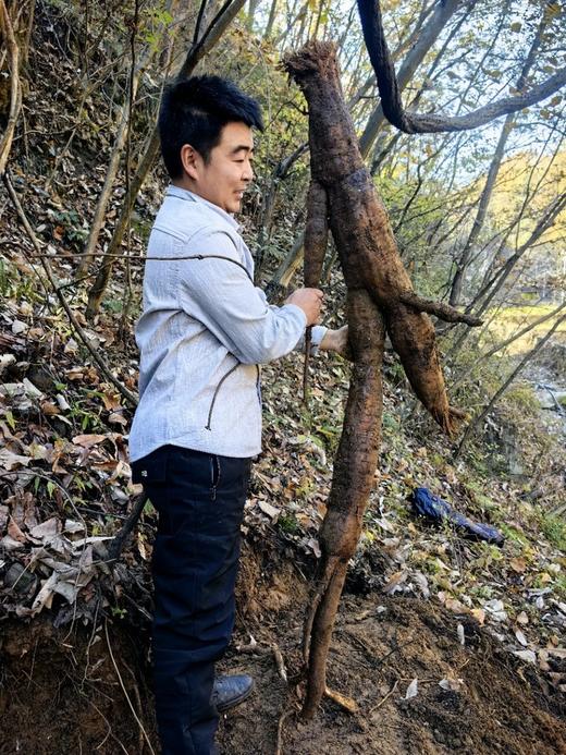 煨葛根茶 商品图3