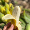 【厂商直发】云南有机老实芭蕉3斤/4.8斤装口感香甜软糯包邮 商品缩略图2