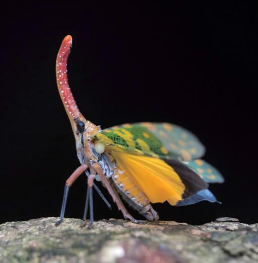 《昆虫印象》⭐rlyl推荐，张亮老师推荐 广东80余种昆虫自然影像【官方正版】-分销 商品图4