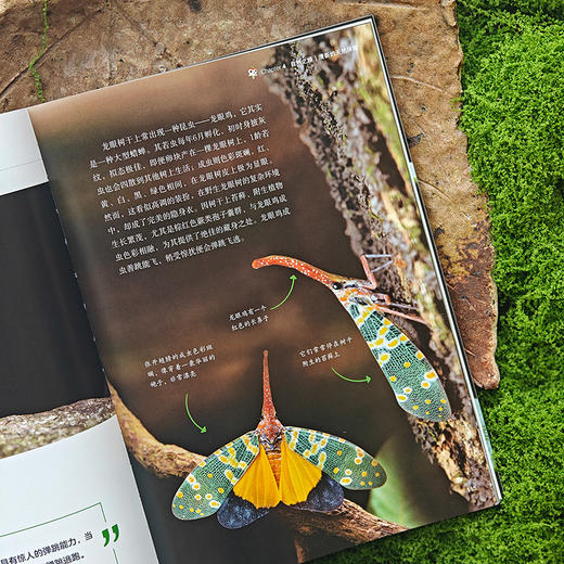 《昆虫印象》⭐rlyl推荐，张亮老师推荐 广东80余种昆虫自然影像【官方正版】-分销 商品图2