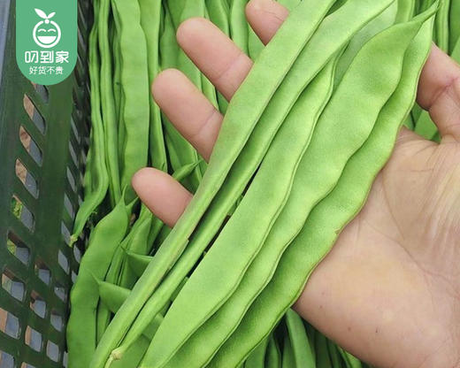 【叼鲜蔬】漳州新鲜大扁豆/1份（约400g） 商品图3