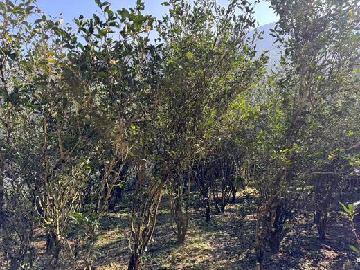 2024春 桐野仙踪  桐木关Guo家森林公园  荒野老枞水仙 50克起 商品图3