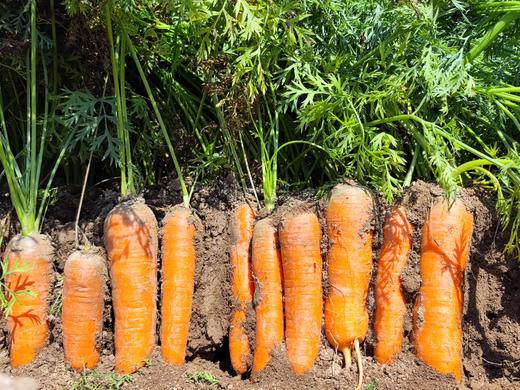 新疆黄萝卜/红萝卜 生态种植 商品图3