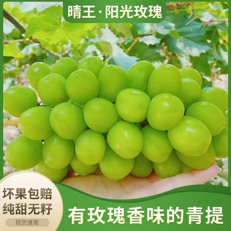 阳光玫瑰#粒粒饱满，果味浓郁，皮薄无籽，汁水丰盈，自带玫瑰花香，现摘现发，绿如宝石葡萄中的爱马仕~