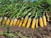 新疆黄萝卜/红萝卜 生态种植 商品缩略图5