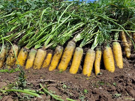 新疆黄萝卜/红萝卜 生态种植 商品图5
