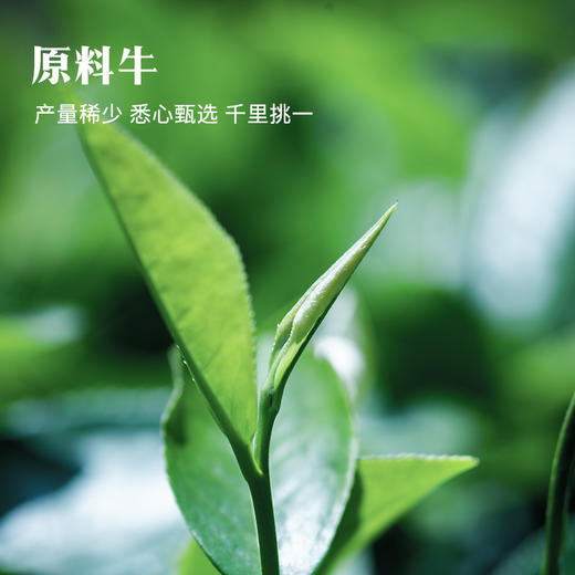 八马茶业｜牛一12800【悦享版】·武夷岩茶·大红袍（17克） 商品图3