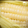 生态山西白糯玉米| 合作生产*Ecological white glutinous corn| Partner Production 商品缩略图1
