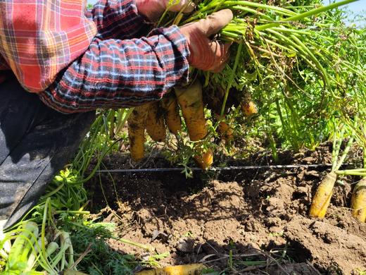 新疆黄萝卜/红萝卜 生态种植 商品图7
