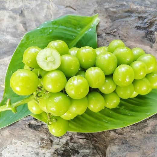 阳光玫瑰#粒粒饱满，果味浓郁，皮薄无籽，汁水丰盈，自带玫瑰花香，现摘现发，绿如宝石葡萄中的爱马仕~ 商品图2