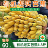 【厂商直发】云南有机老实芭蕉3斤/4.8斤装口感香甜软糯包邮 商品缩略图0