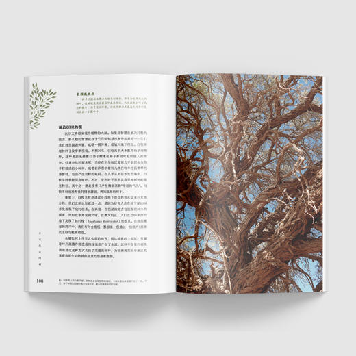 《不可思议的树》-分销 商品图3