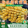 【厂商直发】云南有机老实芭蕉3斤/4.8斤装口感香甜软糯包邮 商品缩略图6