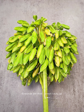 精品花材爱情果1扎