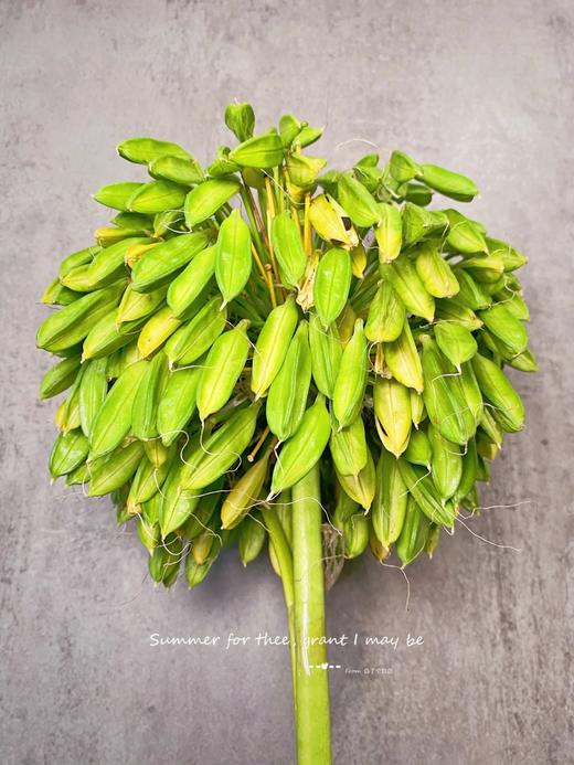 精品花材爱情果1扎 商品图0