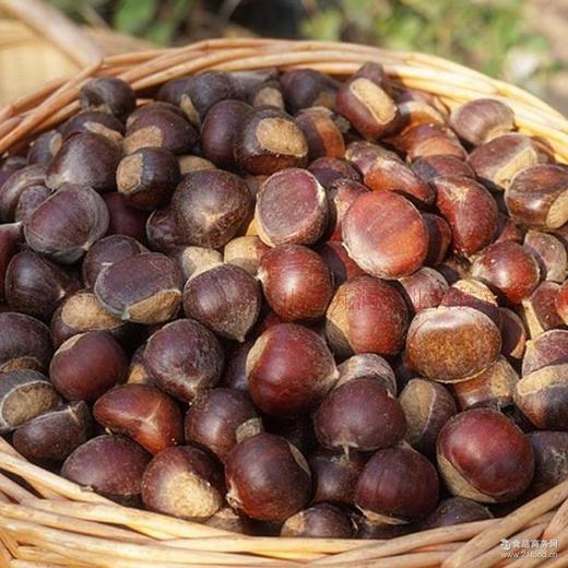 【京东快递】山东新鲜板栗 现摘板栗 甜高山板栗 老品种油栗 生板栗 香甜软糯DBXS 商品图2