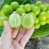 阳光玫瑰#粒粒饱满，果味浓郁，皮薄无籽，汁水丰盈，自带玫瑰花香，现摘现发，绿如宝石葡萄中的爱马仕~ 商品缩略图5