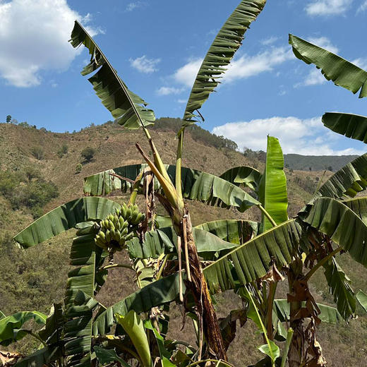 【厂商直发】云南有机老实芭蕉3斤/4.8斤装口感香甜软糯包邮 商品图5