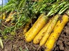 新疆黄萝卜/红萝卜 生态种植 商品缩略图6