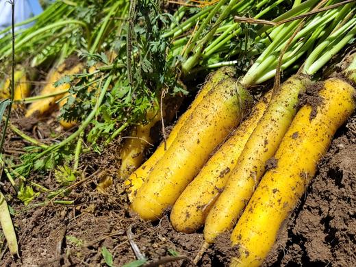 新疆黄萝卜/红萝卜 生态种植 商品图6