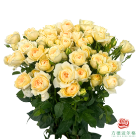 外购多头玫瑰-蜜柚果汁 10枝1扎