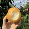 山东秋颜梨，酥脆多汁，梨中“爱马仕”，新鲜下树，一颗可以“喝"的梨，现摘现发 商品缩略图2
