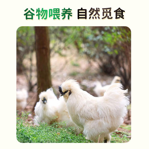 【好念头品牌】蛋黄软糯 蛋白细腻 乌鸡绿壳蛋 30枚 商品图4