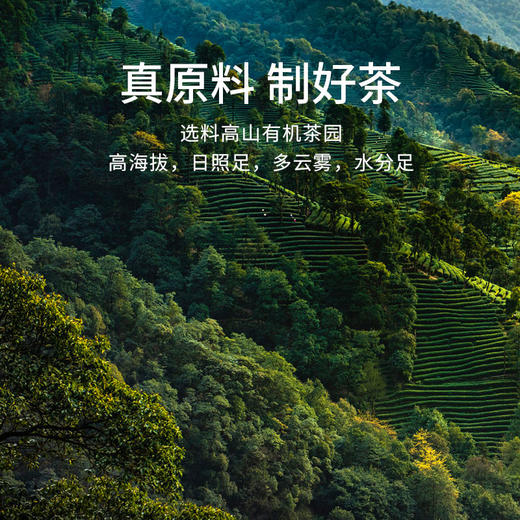 无墨记有机晒白小玉饼-云南白茶512克/盒 商品图2