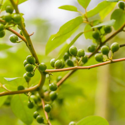 猫太推荐---【一口价】AyuSkAma山鸡椒精露（500ml*2瓶） 商品图1