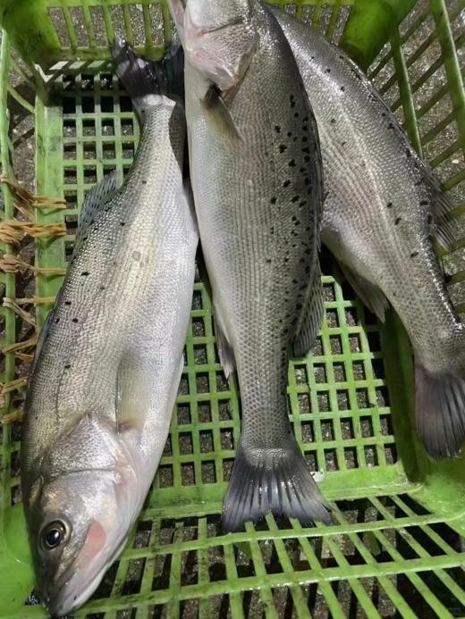 & 海钓鲈鱼 海钓货💦肉质鲜美细嫩活冻 商品图4