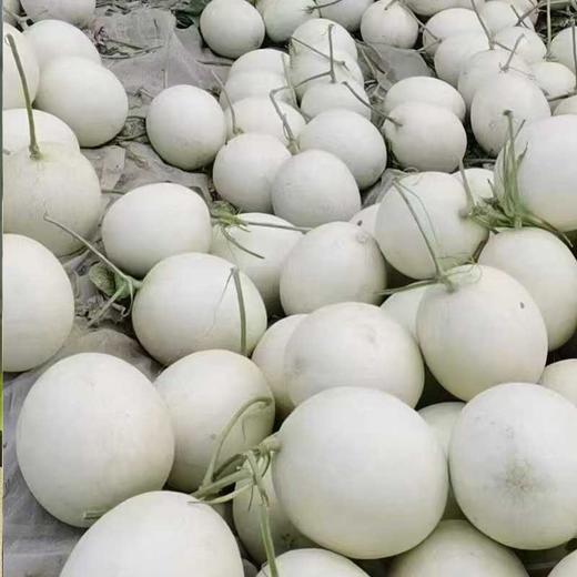 海南冰淇淋玉菇甜瓜爆甜多汁 商品图3