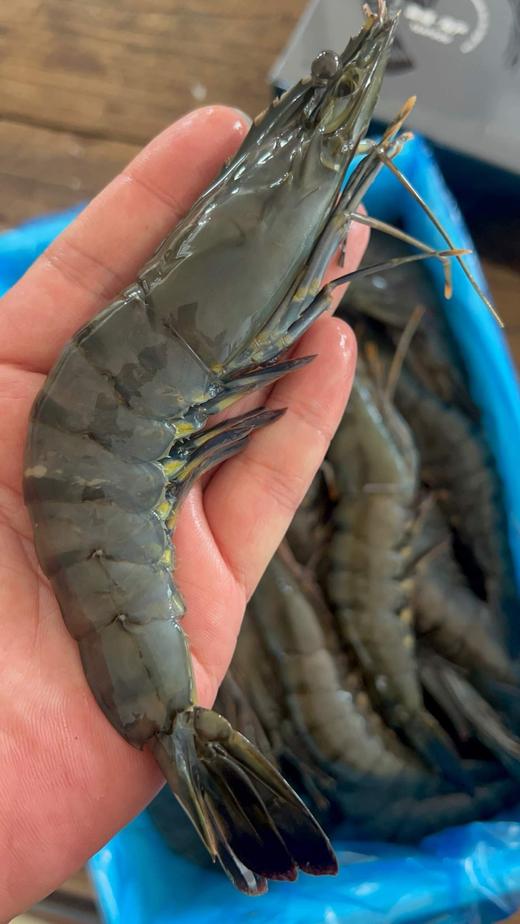 2025·黑虎虾季   2.5斤/盒 商品图5