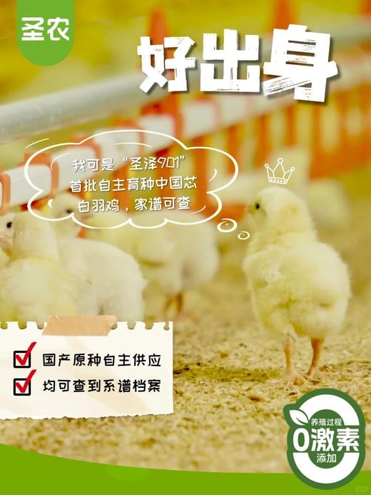 严选 | 圣农炸鸡大礼包（鸡块250g*2+鸡腿排145g*2+香香鸡220g*1+烤鸡420g*1+炸鸡250g*1+鸡架160g*2+手枪腿180g*2赠送炸鸡试吃装3包） 商品图3