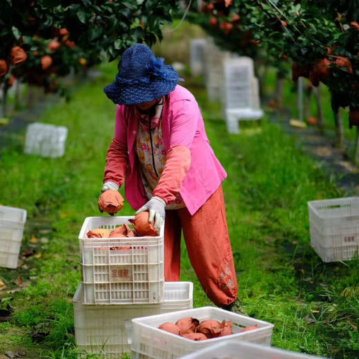 山东秋颜梨，酥脆多汁，梨中“爱马仕”，新鲜下树，一颗可以“喝"的梨，现摘现发 商品图6