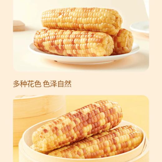 【西双版纳直采】十月稻田 云南小花糯玉米1.2kg（约6-7根）当季新玉米 商品图6