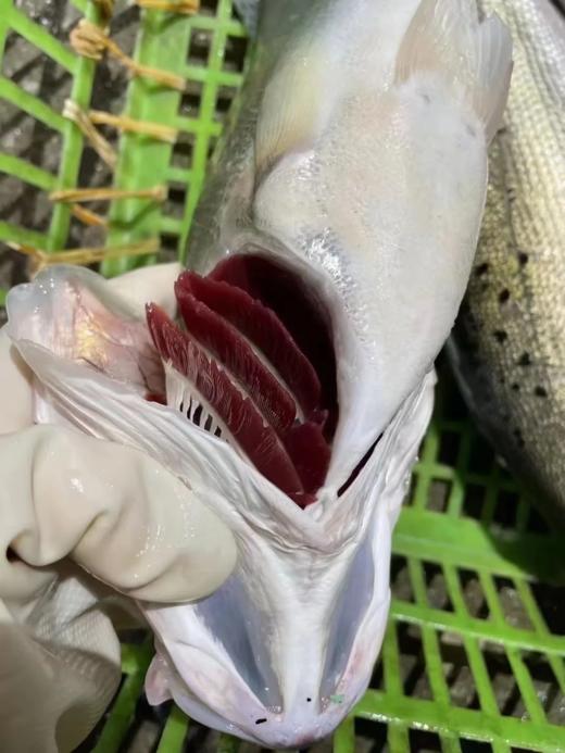 & 海钓鲈鱼 海钓货💦肉质鲜美细嫩活冻 商品图6