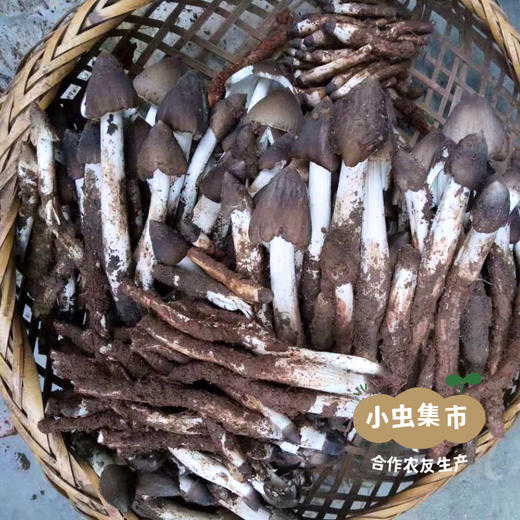 生态油鸡枞 200g/罐 | 合作农友生产，产自云南昆明，生产者：辉文娟 *【公平贸易农人定价】 商品图14