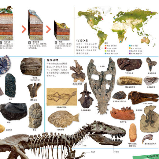 《DK万物大百科》 商品图9