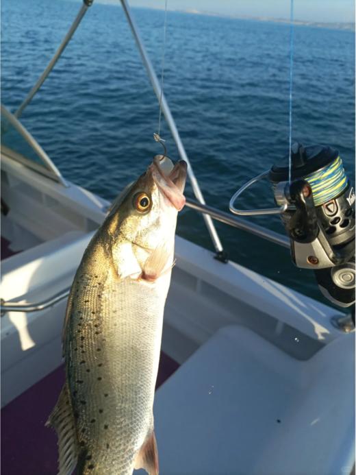 & 海钓鲈鱼 海钓货💦肉质鲜美细嫩活冻 商品图2