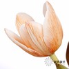 荷兰花材 | 染色郁金香焦糖色【染色有差异介意慎拍】 商品缩略图2